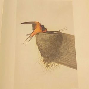 John James Audubon Note Card BARN SWALLOW
